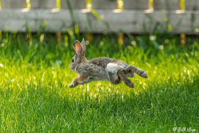 Rabbit, Livingston, Montana