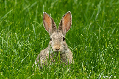Rabbit, Livingston, Montana