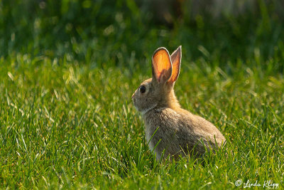 Rabbit, Livingston, Montana