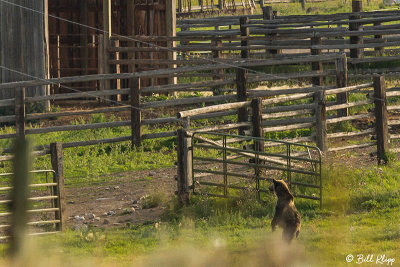 Grizzly Bear, Tom Miner Basin Montana