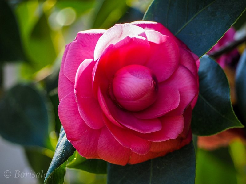 Camellia 