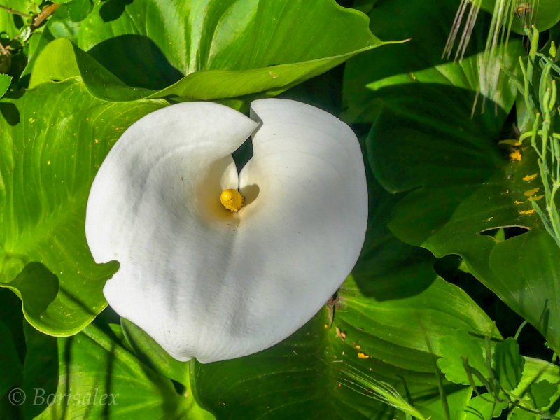 Calla Lily