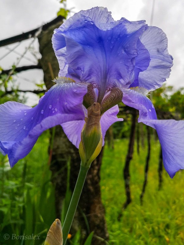 Iris 