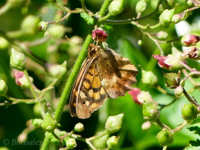  Speckled Wood
