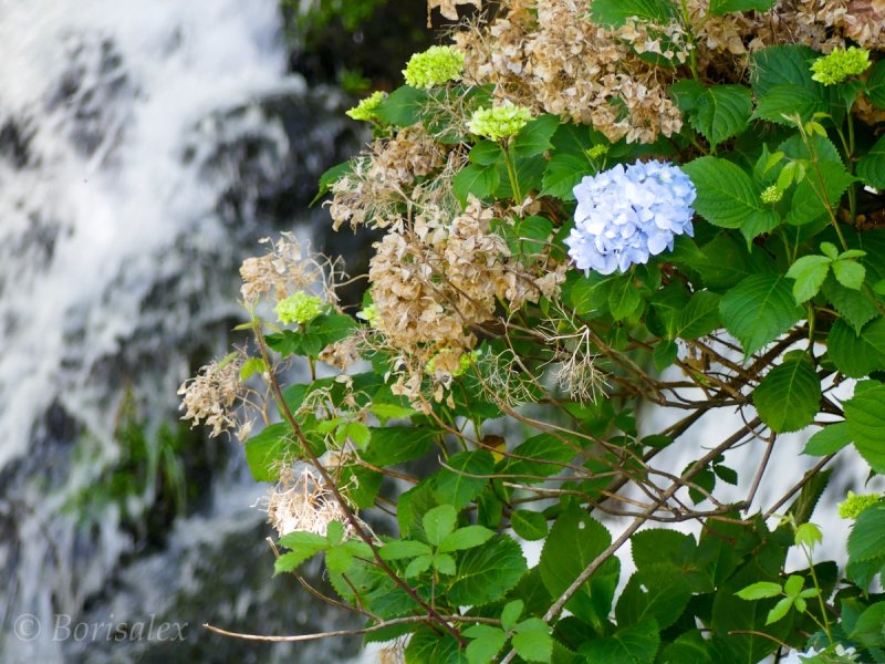 By the Waterfall 