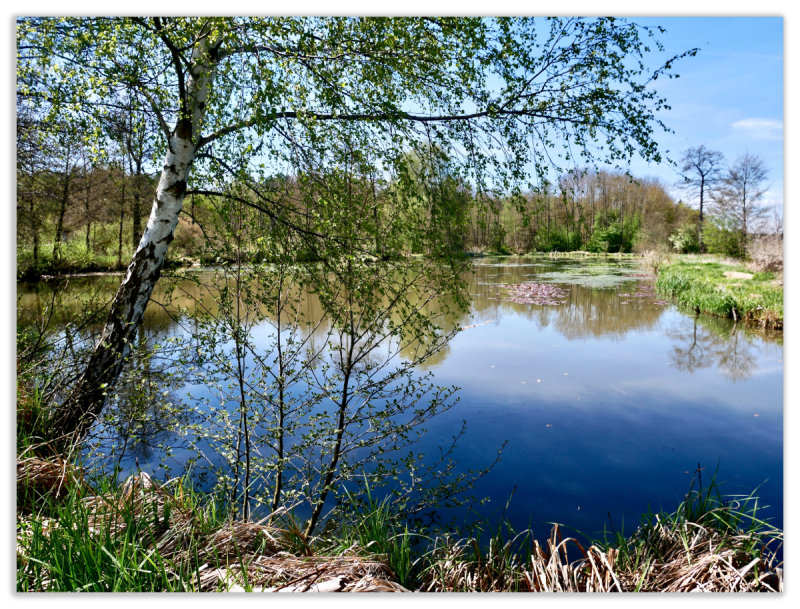 By the pond