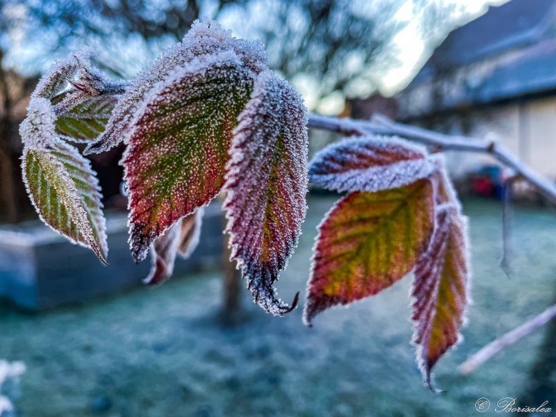 Frozen