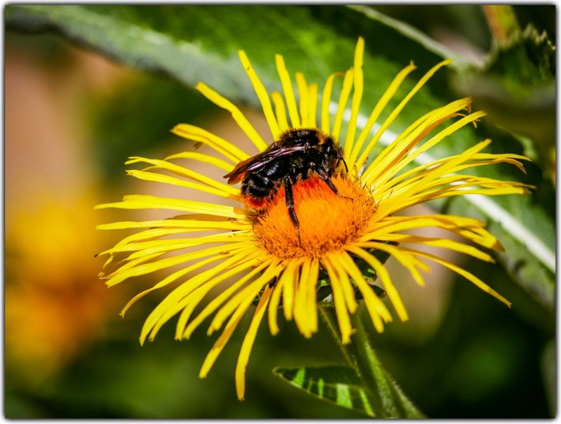 ...a Bumblebee