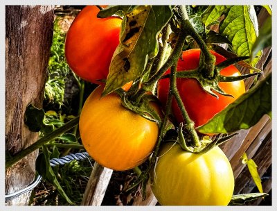 Ripening Tomatoes