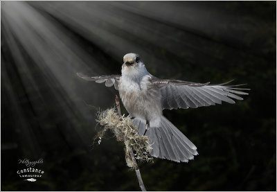 OISEAUX   DIVERS