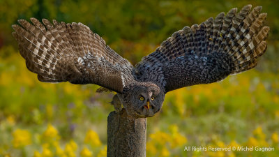 Great Grey Owl