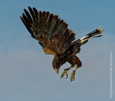 Red-tailed Hawk / Buse de Harris