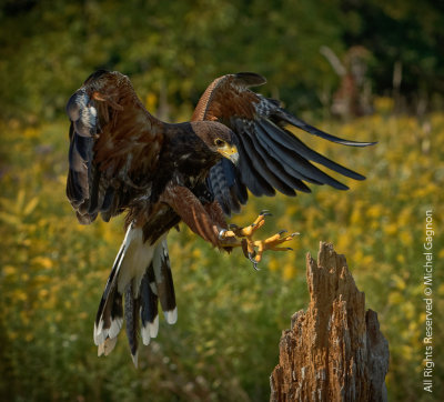 Red-tailed Hawk / Buse de Harris