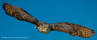 Great Horned Owl