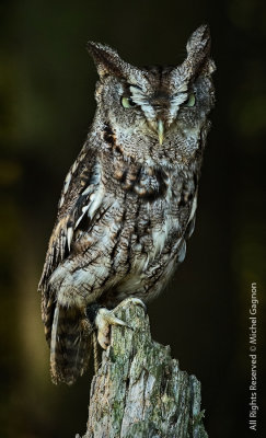 Eastern Screech Owl