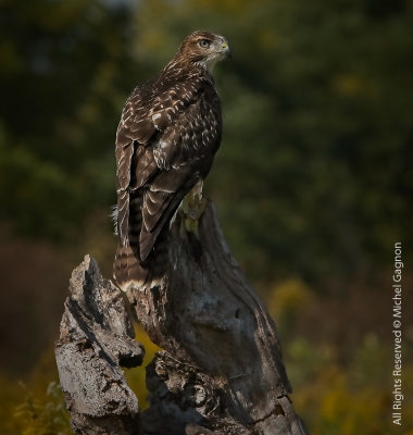 Red-tailed Hawk / Buse de Harris