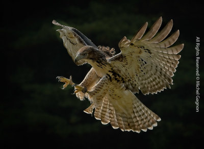 Red-tailed Hawk / Buse de Harris