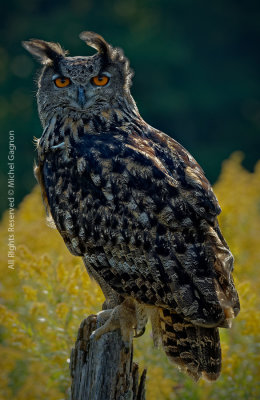 Eurasian Eagle-Owl