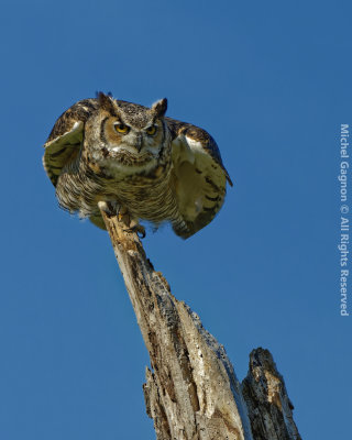 Great Horned Owl
