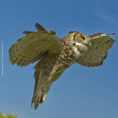 Great Horned Owl