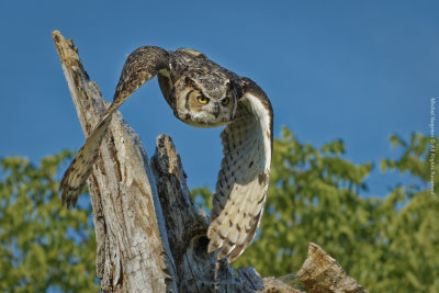 Great Horned Owl