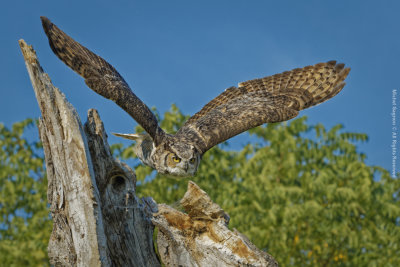 Great Horned Owl