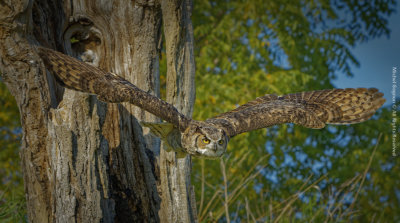Great Horned Owl
