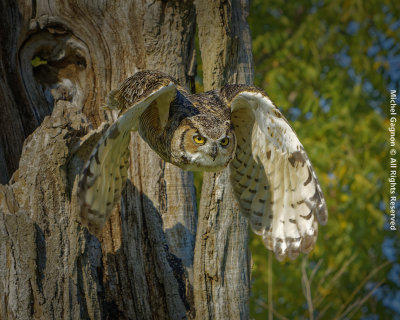 Great Horned Owl