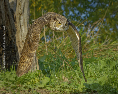Great Horned Owl