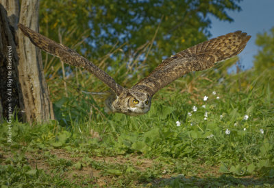 Great Horned Owl