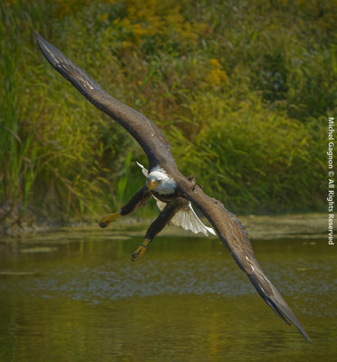 Bald Eagle