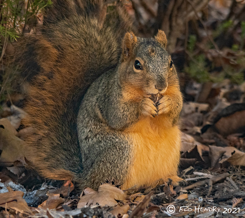 Fox Squirrel 