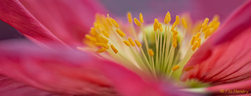 Inner Beauty