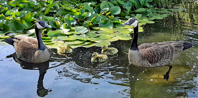 Canada Goose Family