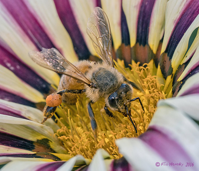 bee purple striped flower rpc sig resized.jpg