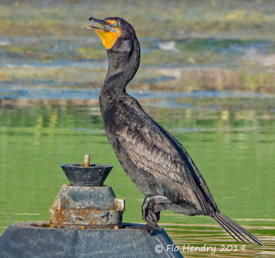 Cormorant - Balancing Act