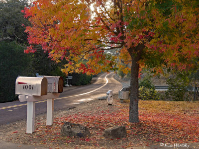 Fall colors mailboxes_pine creek road.jpg