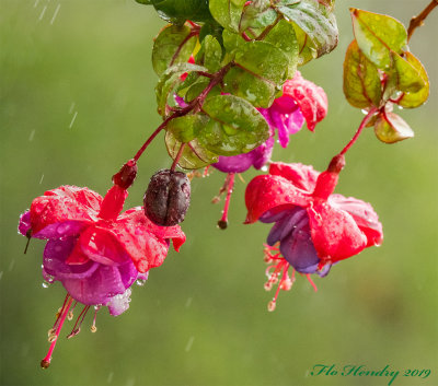 Fuchsia in the Rain 