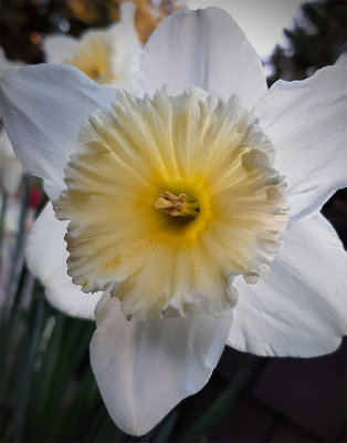 Daffodil closeup.jpg