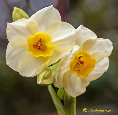 Daffodils 