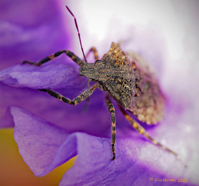 Brown Marmorated Stink Bug