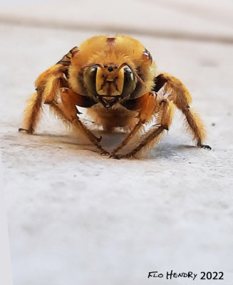 Carpenter Bee - Male