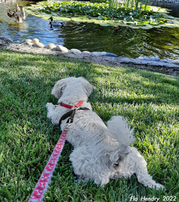Watching the Ducks
