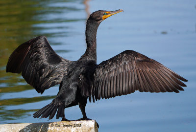 Cormorants, Egrets & Herons