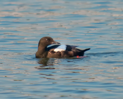 Black Guillemot