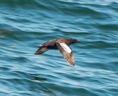 Black Guillemot