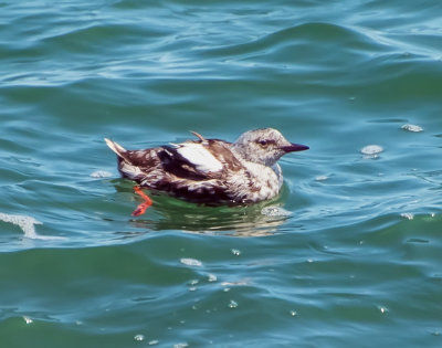 Black Guillemot