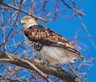 Ferruginous Hawk (Buteo regalis).