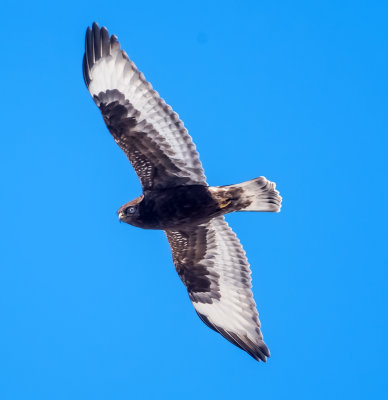 Rough legged hawk (dark morph)