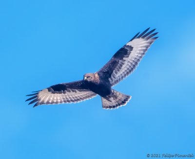 Rough legged hawk (dark morph)